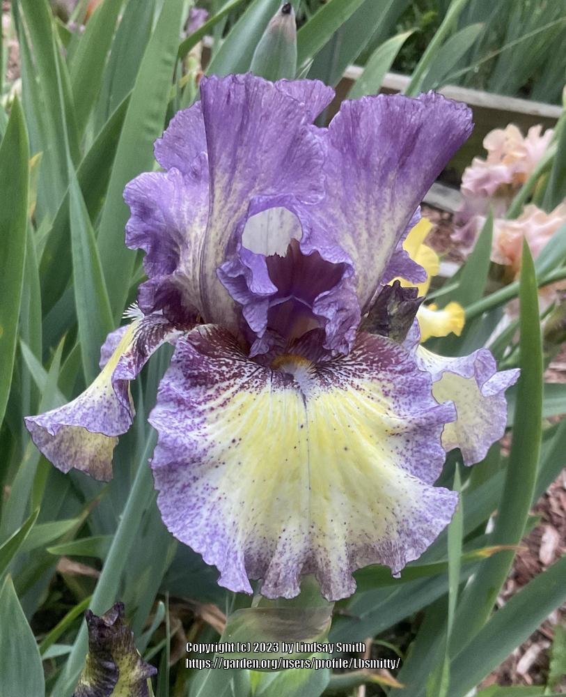 Photo of Tall Bearded Iris (Iris 'Foolish Dreamer') uploaded by Lbsmitty