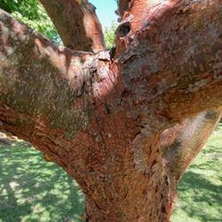 Location: San Juan, Puerto Rico
Unfortunate that this beautiful bark also gives rise to an unplea