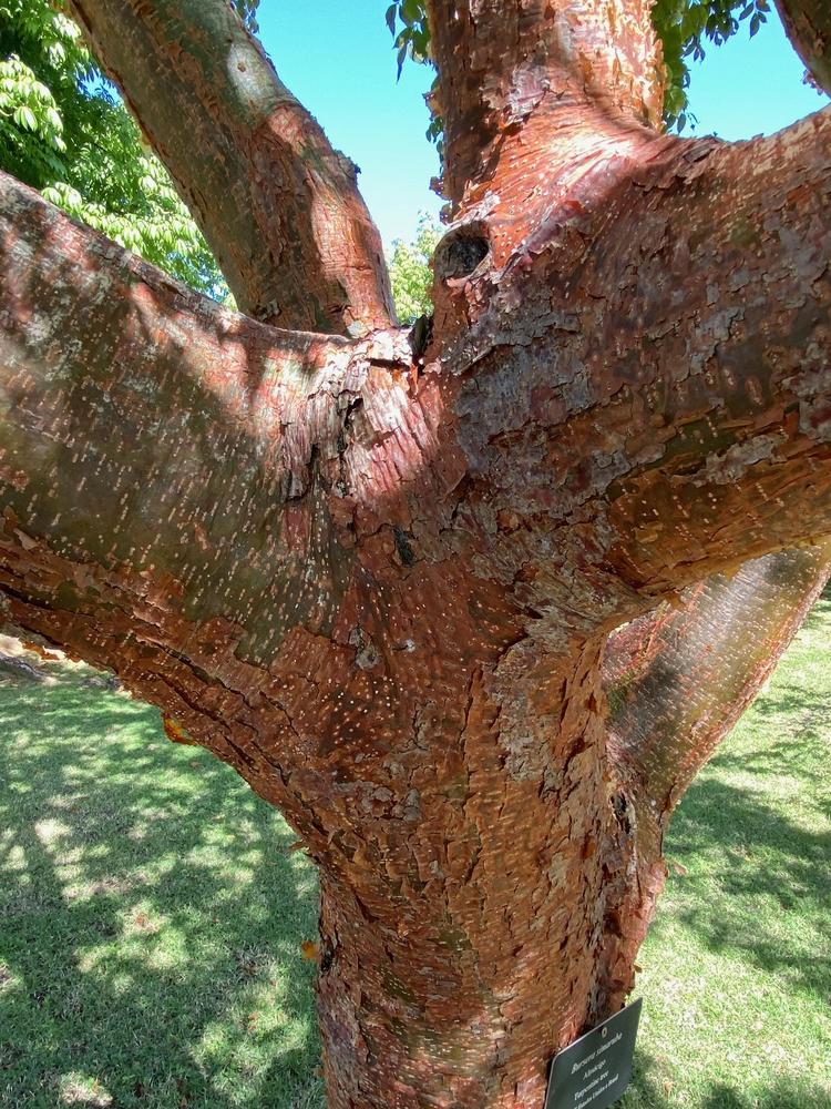 Photo of Dysentery Bark (Bursera simaruba) uploaded by SL_gardener