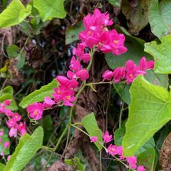 Location: El Yunque National Forest   Puerto Rico
A beautiful colorful vine, but unfortunately an introduced and in