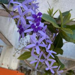 Location: San Juan, Puerto Rico
A vigorous vine - spectacular when in full bloom. But only hard t