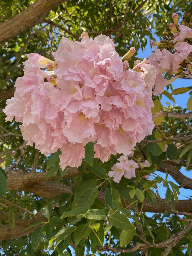 Photo of Rosy Trumpet Tree (Tabebuia rosea) uploaded by SL_gardener