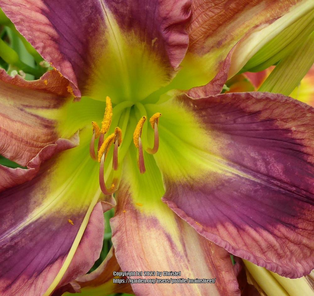 Photo of Daylily (Hemerocallis 'Quite the Thing') uploaded by mainstreet