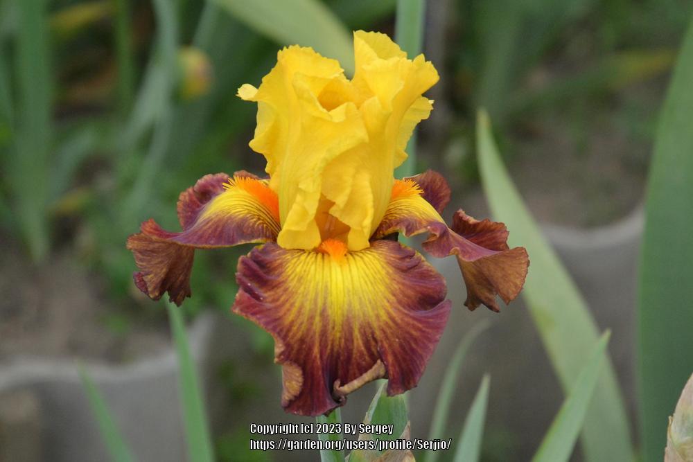 Photo of Tall Bearded Iris (Iris 'Hot Danish') uploaded by Serjio