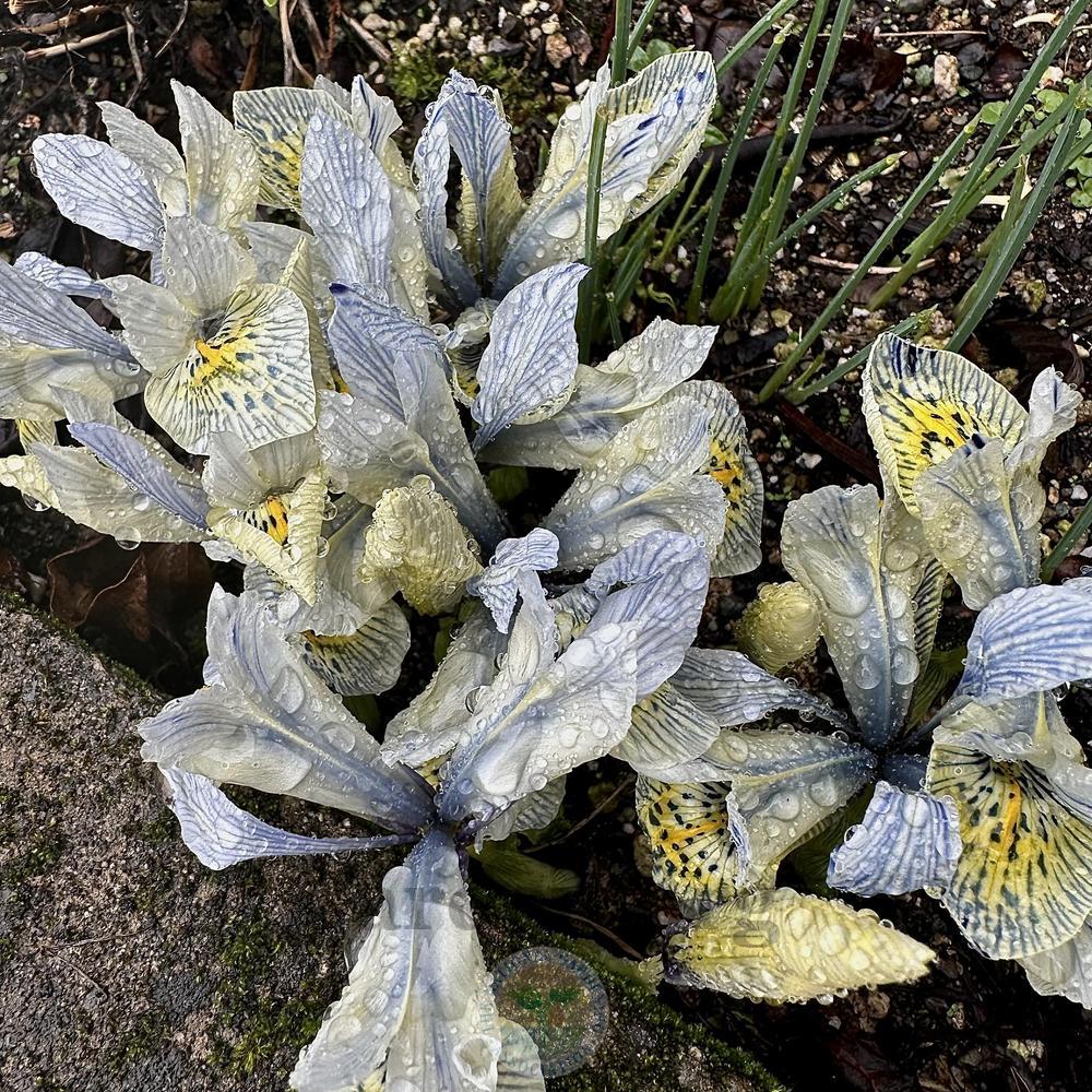 Photo of Reticulated Iris (Iris 'Katharine Hodgkin') uploaded by springcolor