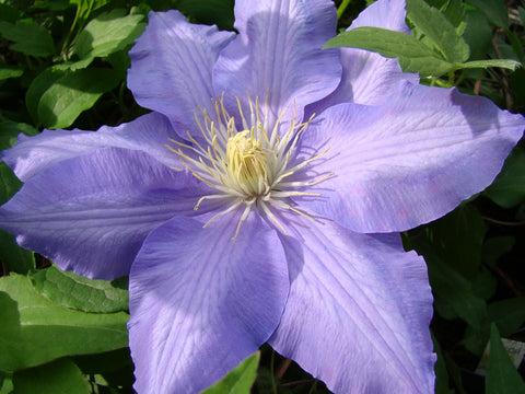 Photo of Clematis 'Lasurstern' uploaded by Joy