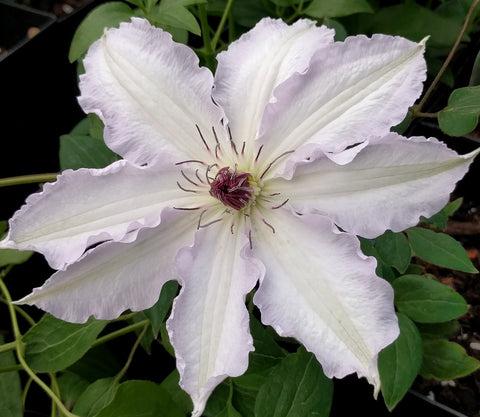 Photo of Clematis Claire de Lune™ uploaded by Joy