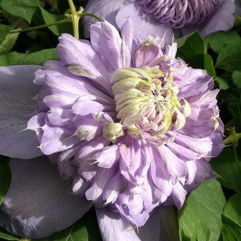 Photo of Clematis Blue Light™ uploaded by Joy
