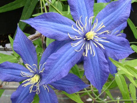 Photo of Clematis 'Rhapsody' uploaded by Joy