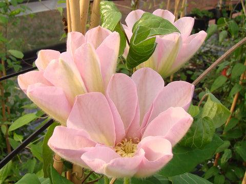 Photo of Clematis 'Jeanne's Pink' uploaded by Joy