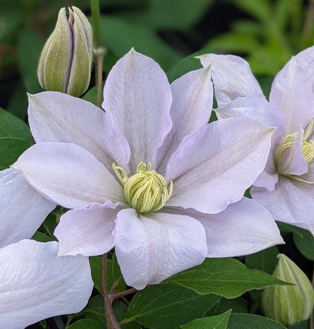 Photo of Clematis Chelsea™ uploaded by Joy