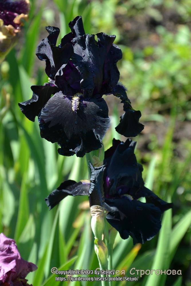 Photo of Tall Bearded Iris (Iris 'Here Comes the Night') uploaded by Serjio