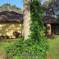 Location: Sebastian,  Florida
Date: 2023-02-20
Climbing an oak tree in the front yard.