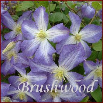 Photo of Clematis 'Jenny' uploaded by Joy