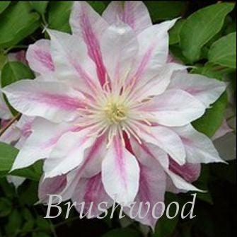 Photo of Clematis 'Andromeda' uploaded by Joy