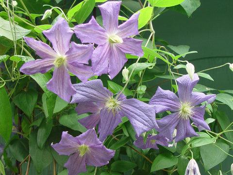 Photo of Clematis 'Perle d'Azur' uploaded by Joy
