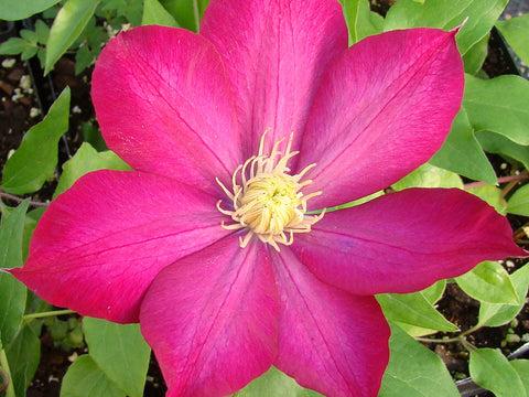 Photo of Clematis Bourbon™ uploaded by Joy