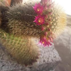 Location: Merritt Island, Florida
Date: 2023-02-20
The flowers form a ring around the cactus and puts on quite a sho