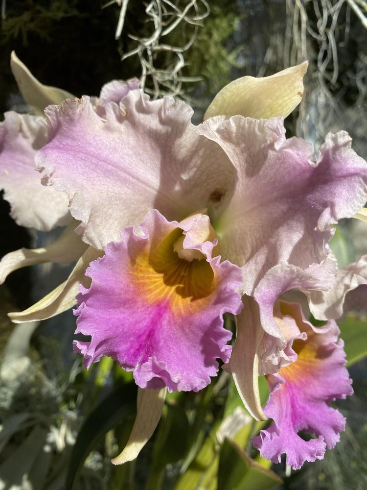 Photo of Orchid (Rhyncholaeliocattleya) uploaded by SL_gardener