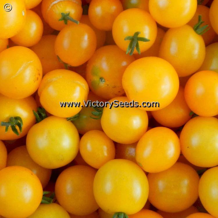 Photo of Tomato (Solanum lycopersicum 'Dwarf Eagle Smiley') uploaded by jon
