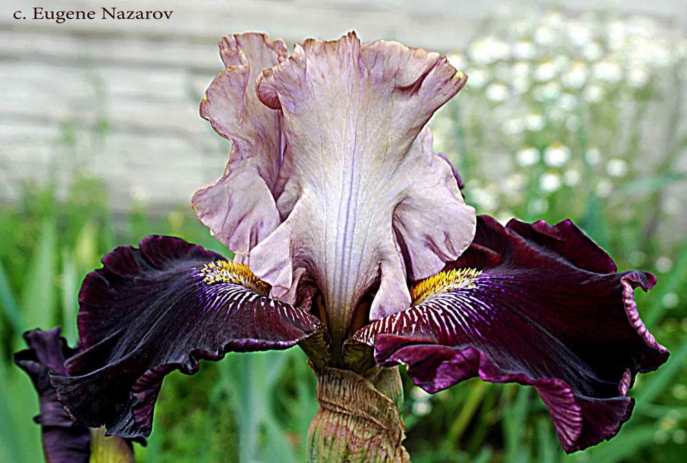 Photo of Tall Bearded Iris (Iris 'Muza Melpomena') uploaded by EugeneNazarov