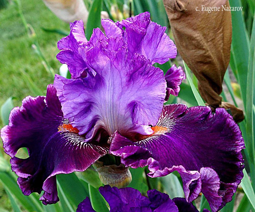 Photo of Tall Bearded Iris (Iris 'Neperemozhnyy Ataman Ivan Sirko') uploaded by EugeneNazarov