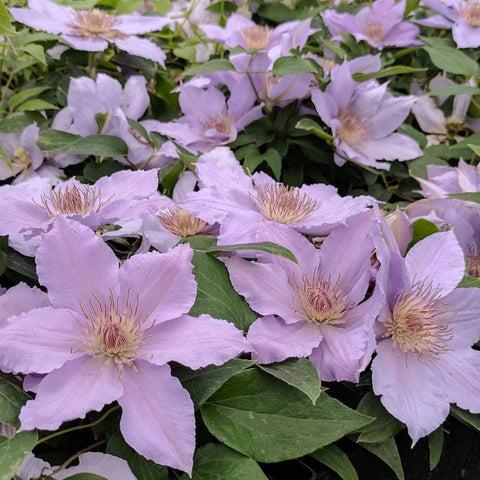 Photo of Clematis Filigree™ uploaded by Joy