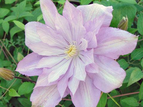 Photo of Clematis 'Proteus' uploaded by Joy