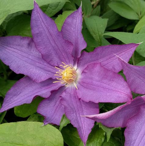 Photo of Clematis (Clematis viticella Palette™) uploaded by Joy