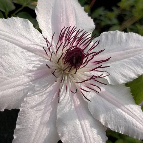 Photo of Clematis The Countess of Wessex™ uploaded by Joy