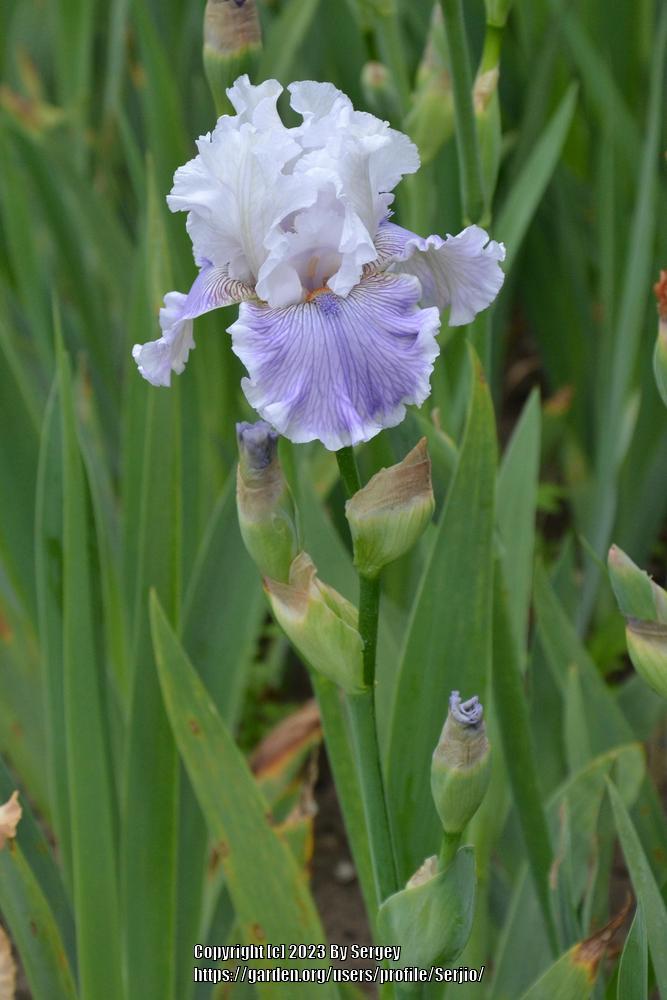 Photo of Tall Bearded Iris (Iris 'Gallic Softness') uploaded by Serjio