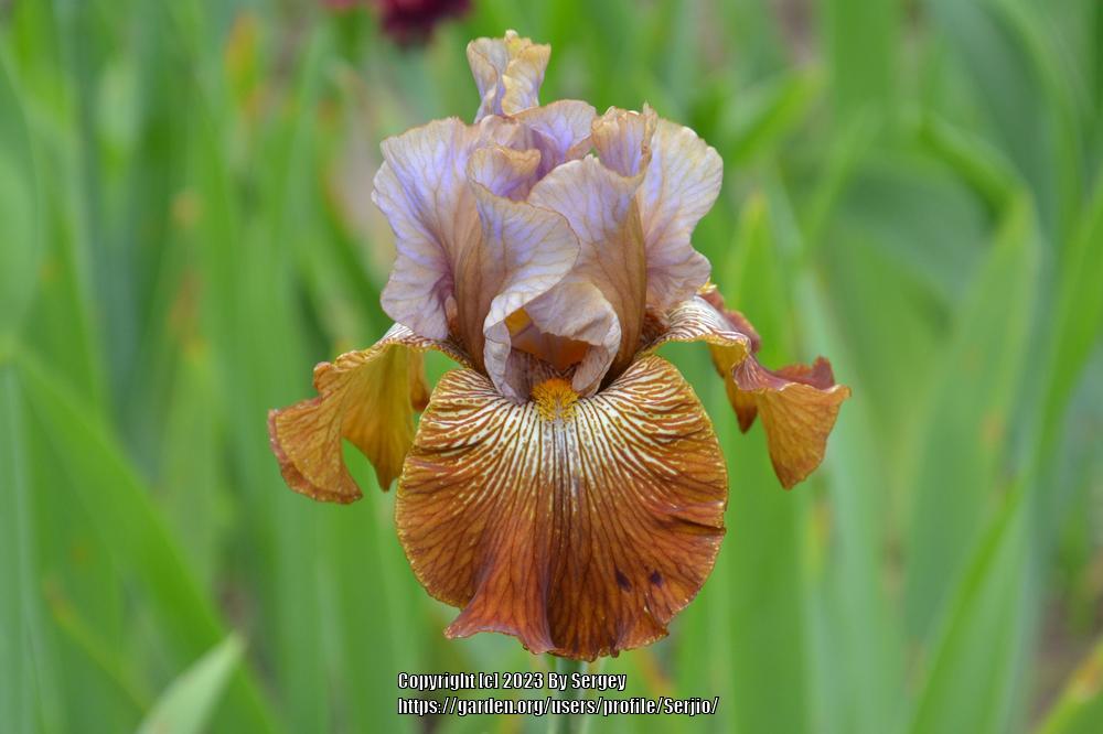 Photo of Tall Bearded Iris (Iris 'Fuori dal Coro') uploaded by Serjio