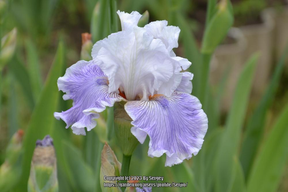 Photo of Tall Bearded Iris (Iris 'Gallic Softness') uploaded by Serjio