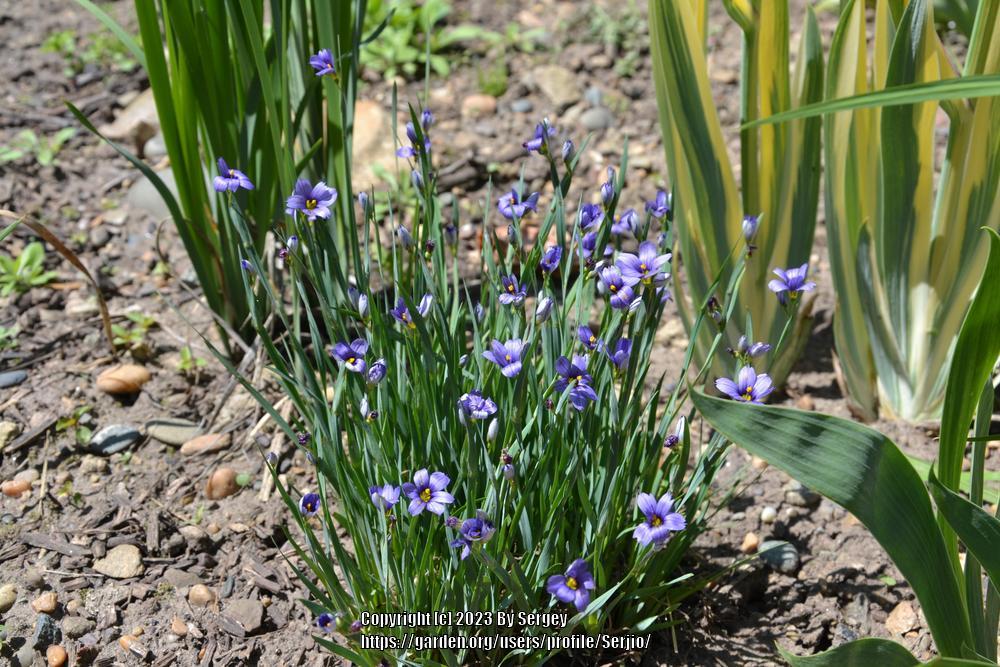 Photo of Narrowleaf Blue-Eyed Grass (Sisyrinchium angustifolium) uploaded by Serjio