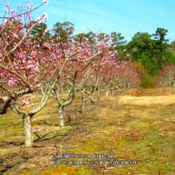 Location: Northern Moore county, North Carolina
Date: February 22, 2023
Peach #177 nn (Peach orchard);  RAB page 565, 97-22-; LHB page 54