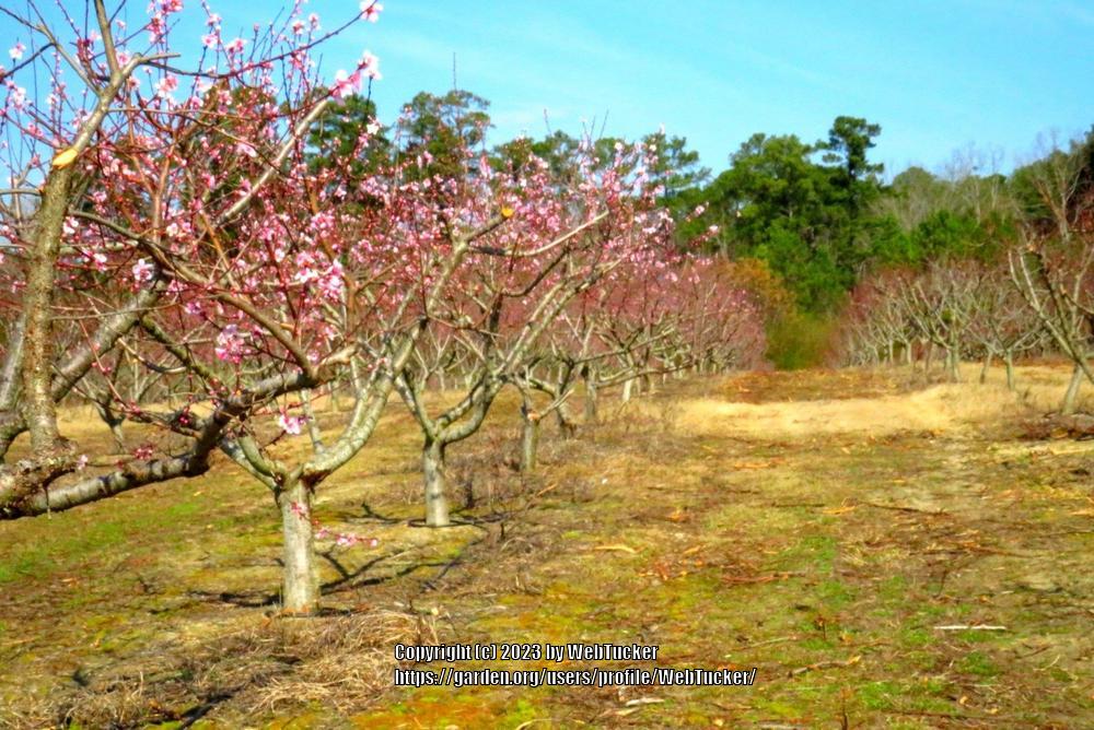 Photo of Peaches (Prunus persica) uploaded by WebTucker