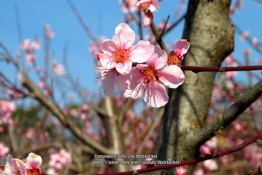 Photo of Peaches (Prunus persica) uploaded by WebTucker