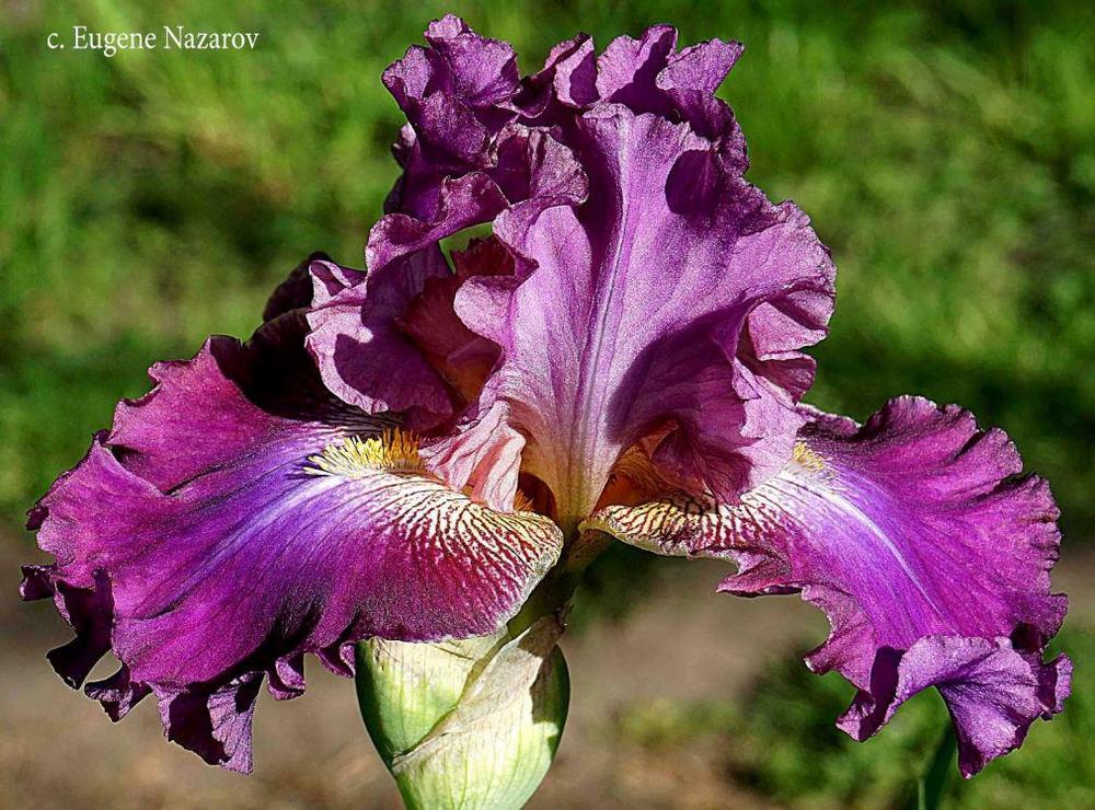 Photo of Tall Bearded Iris (Iris 'Malynovi Dzvony') uploaded by EugeneNazarov