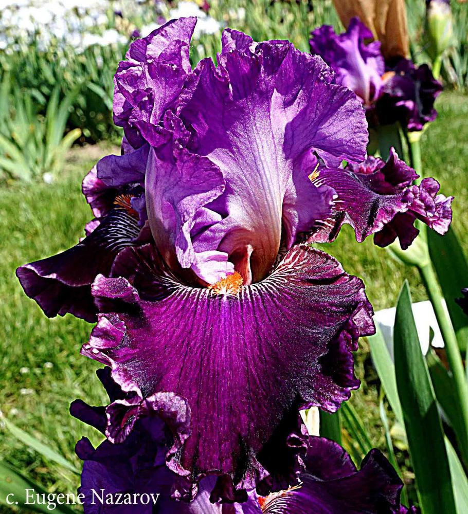 Photo of Tall Bearded Iris (Iris 'Neperemozhnyy Ataman Ivan Sirko') uploaded by EugeneNazarov