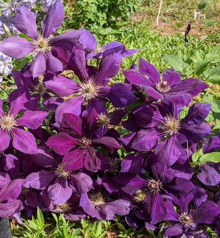 Photo of Clematis 'Gipsy Queen' uploaded by Joy