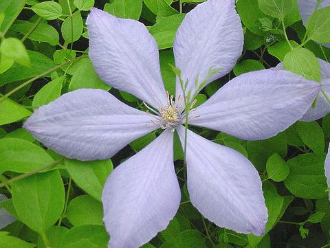 Photo of Clematis 'Mrs. Cholmondeley' uploaded by Joy