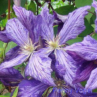 Photo of Clematis 'Tie Dye' uploaded by Joy