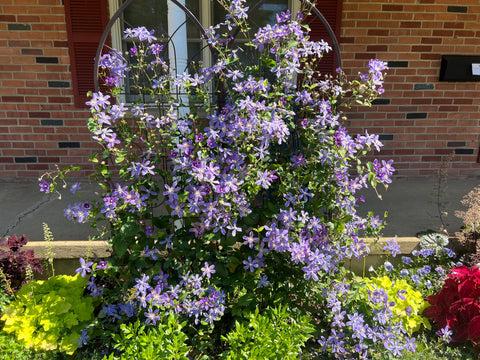 Photo of Clematis 'Arabella' uploaded by Joy