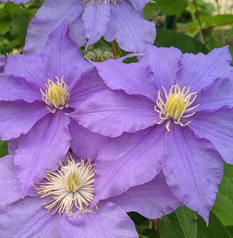Photo of Clematis 'Will Goodwin' uploaded by Joy