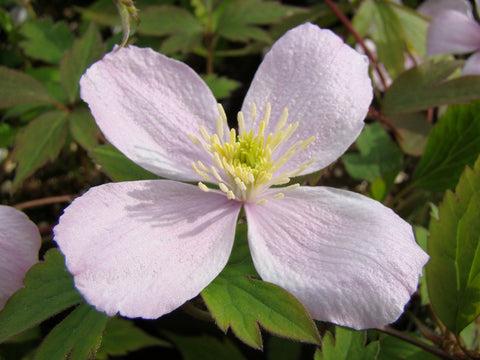 Photo of Clematis (Clematis montana 'Rubens') uploaded by Joy