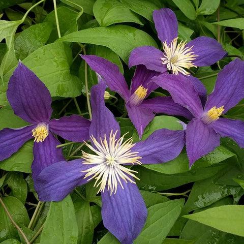 Photo of Clematis Hudson River uploaded by Joy