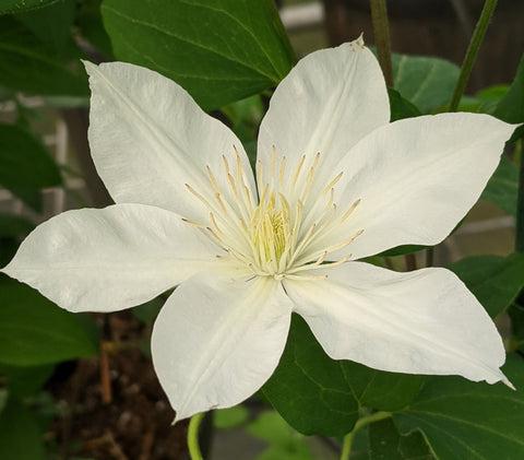 Photo of Clematis Baby Star™ uploaded by Joy