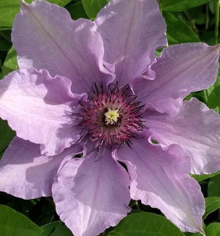 Photo of Clematis 'Pink Climador' uploaded by Joy