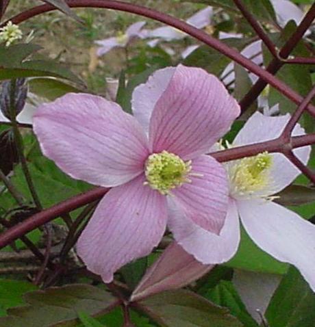 Photo of Clematis (Clematis montana 'Rubens') uploaded by Joy