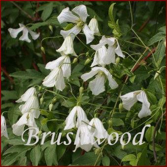 Photo of Clematis (Clematis viticella 'Hagelby White') uploaded by Joy